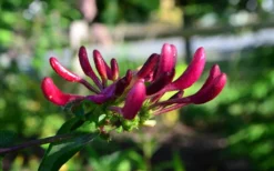 Peaches & Cream Fragrant Honeysuckle - Lonicera Periclymenum - 5 Gallon Pot -Garden & Outdoors Honeysuckle Peaches And Cream 10