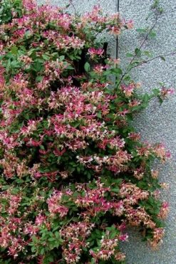 Peaches & Cream Fragrant Honeysuckle - Lonicera Periclymenum - 5 Gallon Pot -Garden & Outdoors Honeysuckle Peaches And Cream 12