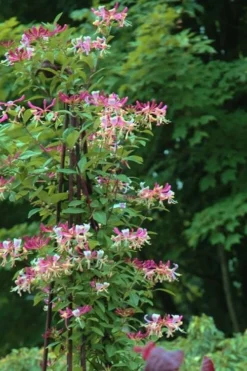 Peaches & Cream Fragrant Honeysuckle - Lonicera Periclymenum - 5 Gallon Pot -Garden & Outdoors Honeysuckle Peaches And Cream 13
