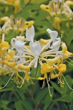Scentsation Fragrant Yellow Honeysuckle - Lonicera Periclymenum - 1 Gallon Pot 11 Scentsation Fragrant Yellow Honeysuckle - Lonicera Periclymenum - 1 Gallon Pot -Garden & Outdoors Honeysuckle Scentsation 1