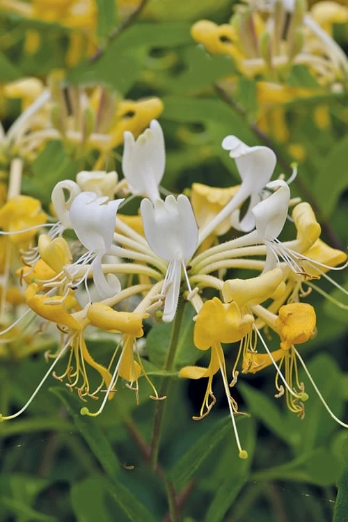 Scentsation Fragrant Yellow Honeysuckle - Lonicera Periclymenum - 1 Gallon Pot 4 Scentsation Fragrant Yellow Honeysuckle - Lonicera Periclymenum - 1 Gallon Pot - Image 4