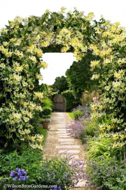 Scentsation Fragrant Yellow Honeysuckle - Lonicera Periclymenum - 1 Gallon Pot 13 Scentsation Fragrant Yellow Honeysuckle - Lonicera Periclymenum - 1 Gallon Pot -Garden & Outdoors Honeysuckle Scentsation 10