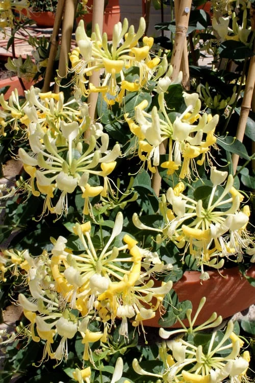 Scentsation Fragrant Yellow Honeysuckle - Lonicera Periclymenum - 1 Gallon Pot 8 Scentsation Fragrant Yellow Honeysuckle - Lonicera Periclymenum - 1 Gallon Pot - Image 8