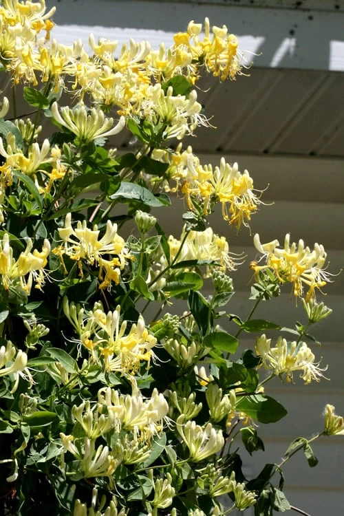 Scentsation Fragrant Yellow Honeysuckle - Lonicera Periclymenum - 1 Gallon Pot 7 Scentsation Fragrant Yellow Honeysuckle - Lonicera Periclymenum - 1 Gallon Pot - Image 7