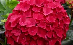 Cardinal Red Hydrangea - 1 Gallon Pot 8 Cardinal Red Hydrangea - 1 Gallon Pot -Garden & Outdoors Hydrangea Cardinal