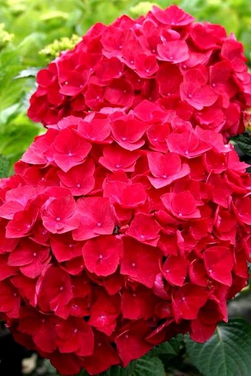 Cardinal Red Hydrangea - 1 Gallon Pot 1 Cardinal Red Hydrangea - 1 Gallon Pot