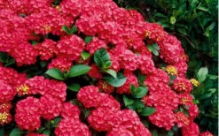Cardinal Red Hydrangea - 1 Gallon Pot 9 Cardinal Red Hydrangea - 1 Gallon Pot -Garden & Outdoors Hydrangea Cardinal Shrub In Bloom