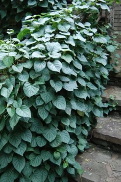 Moonlight Climbing Hydrangea - 2 Gallon Pot -Garden & Outdoors Hydrangea Climbing Moonlight 2 2