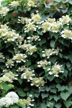 Moonlight Climbing Hydrangea - 2 Gallon Pot -Garden & Outdoors Hydrangea Climbing Moonlight 3 2