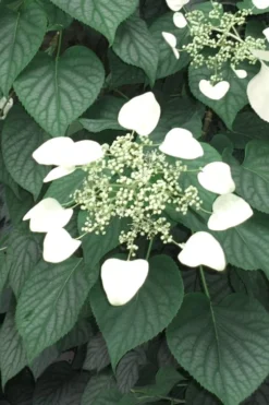 Moonlight Climbing Hydrangea - 1 Gallon Pot -Garden & Outdoors Hydrangea Climbing Moonlight 5