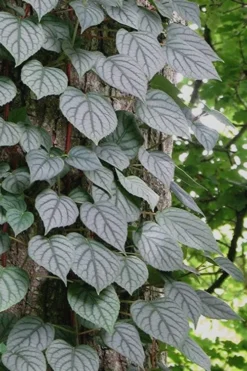 Moonlight Climbing Hydrangea - 5 Gallon Pot -Garden & Outdoors Hydrangea Climbing Moonlight 6 1