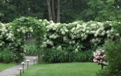 Moonlight Climbing Hydrangea - 5 Gallon Pot -Garden & Outdoors Hydrangea Climbing Petiolaris 16 1