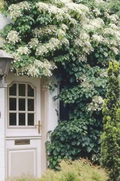 Moonlight Climbing Hydrangea - 5 Gallon Pot -Garden & Outdoors Hydrangea Climbing Petiolaris 17 1