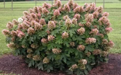 Munchkin Dwarf Oakleaf Hydrangea - 2 Gallon Pot 13 Munchkin Dwarf Oakleaf Hydrangea - 2 Gallon Pot -Garden & Outdoors Hydrangea Munchkin