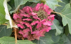Munchkin Dwarf Oakleaf Hydrangea - 2 Gallon Pot 14 Munchkin Dwarf Oakleaf Hydrangea - 2 Gallon Pot -Garden & Outdoors Hydrangea Munchkin Bloom Closeup
