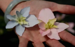 Tuff Stuff Ah-Ha Mountain Hydrangea - 3 Gallon Pot -Garden & Outdoors Hydrangea Tuff Stuff 3