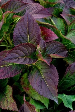 Tuff Stuff Ah-Ha Mountain Hydrangea - 3 Gallon Pot -Garden & Outdoors Hydrangea Tuff Stuff 4