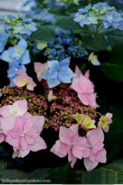 Tuff Stuff Ah-Ha Mountain Hydrangea - 3 Gallon Pot -Garden & Outdoors Hydrangea Tuff Stuff 5
