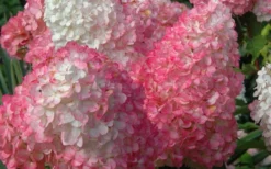 Vanilla Strawberry Hydrangea - 1 Gallon Pot -Garden & Outdoors Hydrangea Vanilla Strawberry 2