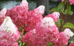Vanilla Strawberry Hydrangea - 1 Gallon Pot -Garden & Outdoors Hydrangea Vanilla Strawberry 3