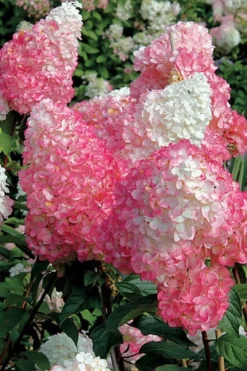 Vanilla Strawberry Hydrangea - 1 Gallon Pot -Garden & Outdoors Hydrangea Vanilla Strawberry BS