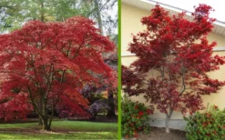 Emperor 1 Japanese Maple - 5 Gallon Pot (4'-5') -Garden & Outdoors Japanese Maple 2 1