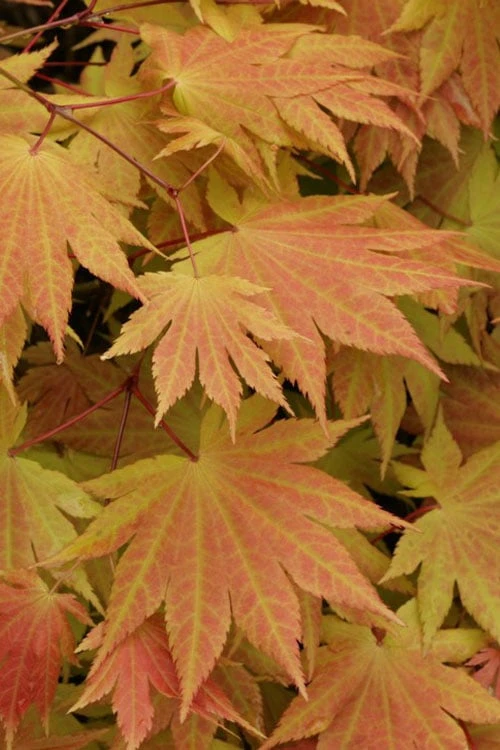 Autumn Moon Japanese Maple - 5 Gallon Pot (3-4') 4 Autumn Moon Japanese Maple - 5 Gallon Pot (3-4') - Image 4