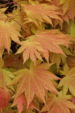 Autumn Moon Japanese Maple - 2 Gallon Pot -Garden & Outdoors Japanese Maple Autumn Moon 3
