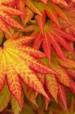 Autumn Moon Japanese Maple - 2 Gallon Pot -Garden & Outdoors Japanese Maple Autumn Moon 4