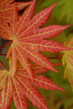 Autumn Moon Japanese Maple - 5 Gallon Pot (3-4') 12 Autumn Moon Japanese Maple - 5 Gallon Pot (3-4') -Garden & Outdoors Japanese Maple Autumn Moon 5 1