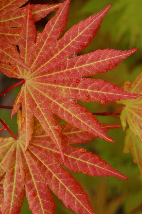 Autumn Moon Japanese Maple - 5 Gallon Pot (3-4') 6 Autumn Moon Japanese Maple - 5 Gallon Pot (3-4') - Image 6