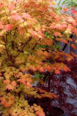 Autumn Moon Japanese Maple - 5 Gallon Pot (3-4') 13 Autumn Moon Japanese Maple - 5 Gallon Pot (3-4') -Garden & Outdoors Japanese Maple Autumn Moon 7 1