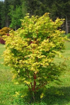 Beni Kawa Coral Bark Japanese Maple - 3 Gallon Pot -Garden & Outdoors Japanese Maple Beni Kawa 1