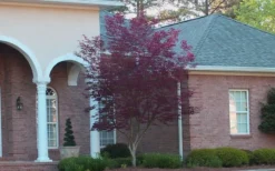 Bloodgood Red Leaf Japanese Maple - 2 Gallon Pot -Garden & Outdoors Japanese Maple Bloodgood 2 1