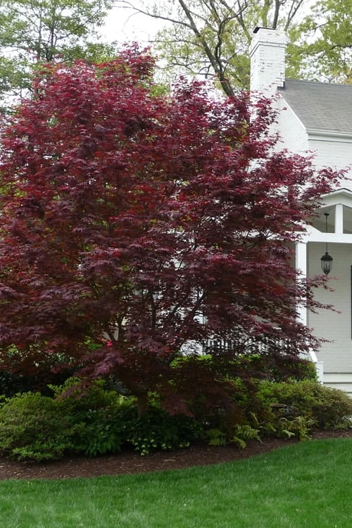 Bloodgood Red Leaf Japanese Maple - 3 Gallon Pot 4 Bloodgood Red Leaf Japanese Maple - 3 Gallon Pot - Image 4