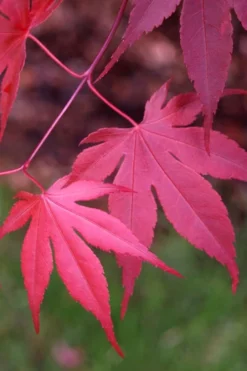 Bloodgood Red Leaf Japanese Maple - 3 Gallon Pot 13 Bloodgood Red Leaf Japanese Maple - 3 Gallon Pot -Garden & Outdoors Japanese Maple Boodgood 22