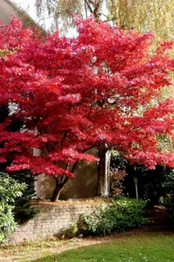 Bloodgood Red Leaf Japanese Maple - 3 Gallon Pot 12 Bloodgood Red Leaf Japanese Maple - 3 Gallon Pot -Garden & Outdoors Japanese Maple Boodgood 23