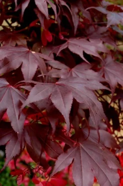 Bloodgood Red Leaf Japanese Maple - 3 Gallon Pot 11 Bloodgood Red Leaf Japanese Maple - 3 Gallon Pot -Garden & Outdoors Japanese Maple Boodgood 24