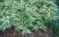 Butterfly Japanese Maple - 3 Gallon Pot -Garden & Outdoors Japanese Maple Butterfly 3 3