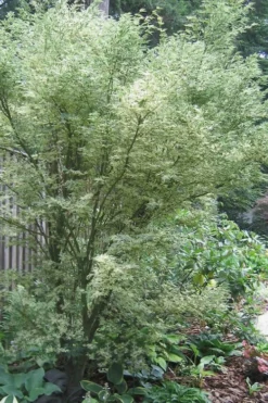 Orido Nishiki Pink Variegated Japanese Maple - 5 Gallon Pot -Garden & Outdoors Japanese Maple Butterfly 5 3