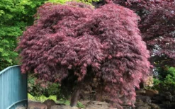 Crimson Queen Dwarf Japanese Maple - 3 Gallon Pot 13 Crimson Queen Dwarf Japanese Maple - 3 Gallon Pot -Garden & Outdoors Japanese Maple Crimson Queen 22