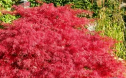 Crimson Queen Dwarf Japanese Maple - 2 Gallon Pot -Garden & Outdoors Japanese Maple Crimson Queen 51