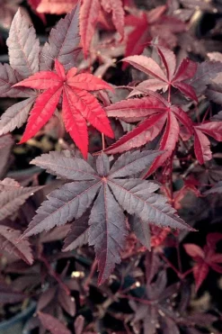 Emperor 1 Japanese Maple - 2 Gallon Pot -Garden & Outdoors Japanese Maple Emperor 1 500x750 1