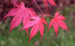 Bloodgood Red Leaf Japanese Maple - 2 Gallon Pot -Garden & Outdoors Japanese Maple Fall Color 1