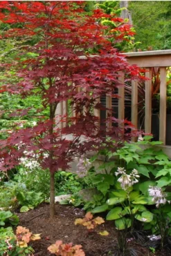 Fireglow Red Leaf Japanese Maple - 5 Gallon Pot (3-4') -Garden & Outdoors Japanese Maple Fireglow 500x750 1