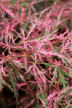 Hana Matoi Pink Leaf Japanese Maple - Acer Palmatum - 3 Gallon Pot -Garden & Outdoors Japanese Maple Hana Matoi Leaves Closeup