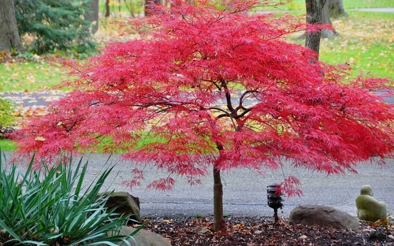 Inaba Shidare Red Japanese Maple - 2 Gallon Pot 5 Inaba Shidare Red Japanese Maple - 2 Gallon Pot - Image 5