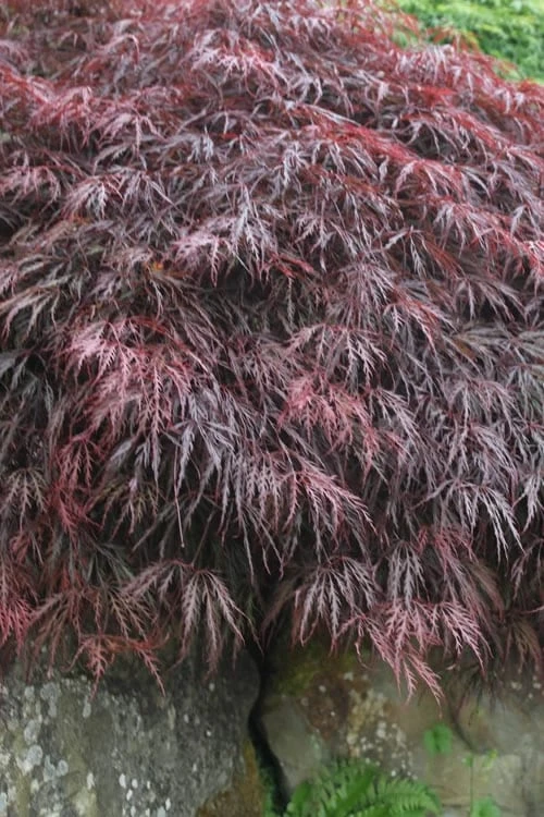 Inaba Shidare Red Japanese Maple - 2 Gallon Pot 4 Inaba Shidare Red Japanese Maple - 2 Gallon Pot - Image 4