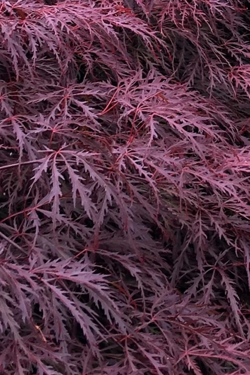Inaba Shidare Red Japanese Maple - 2 Gallon Pot 1 Inaba Shidare Red Japanese Maple - 2 Gallon Pot