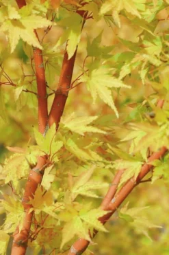 Japanese Sunrise Japanese Maple - 3 Gallon Pot 9 Japanese Sunrise Japanese Maple - 3 Gallon Pot -Garden & Outdoors Japanese Maple Japanese Sunrise Bark 500x700 1
